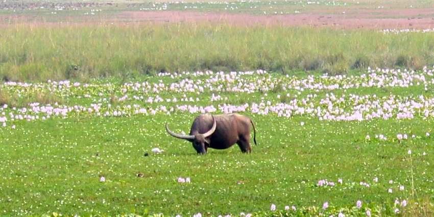 Pobitora Wildlife Sanctuary is famous for its wide variety of endangered species.
