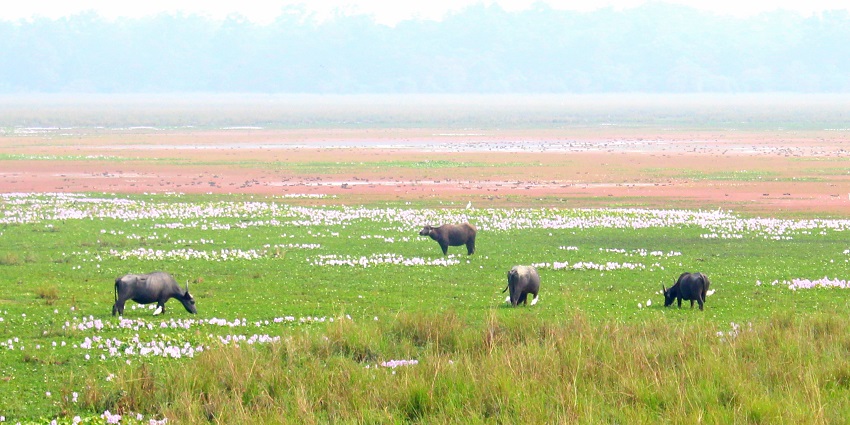 Pobitora Wildlife Sanctuary is rich in its population of Indian one-horned rhinoceroses.