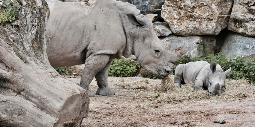 Snapshot of Elephant Safari– Group of people watching Rhino in Pobitora Wildlife