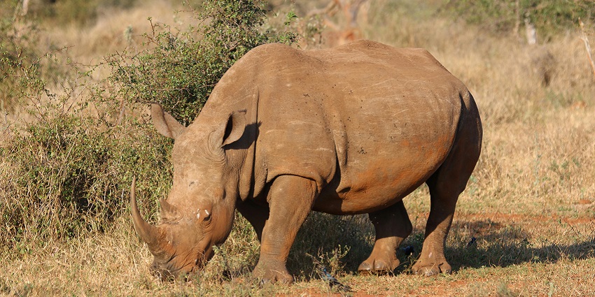 A rhinoceros at Pobitora Sanctuary, one of the best wildlife sanctuaries in Guwahati.