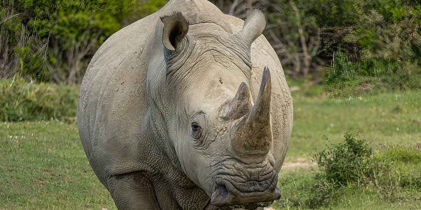 Pobitora Wildlife Sanctuary is one of the most amazing places you cannot miss on a trip.