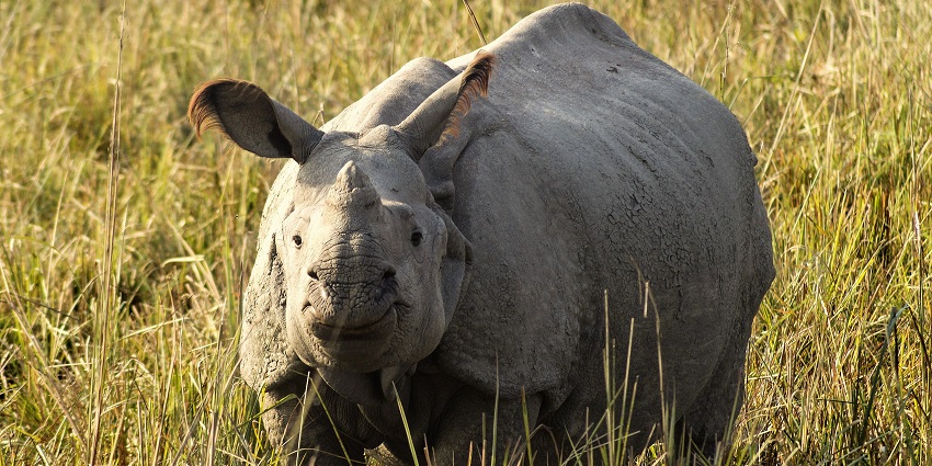 A rhinoceros spotted at the Pobitora Wildlife Sanctuary, a major tourist place in Assam.