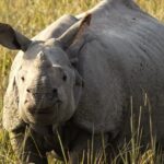 An image of a Greater One-horned rhinoceros in of the sanctuaries of Assam, India.