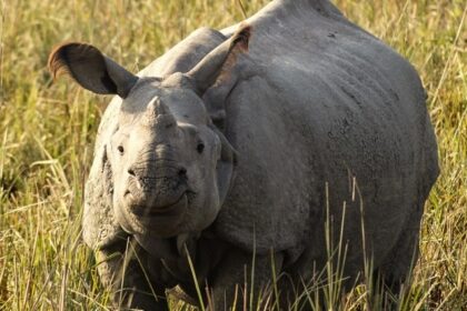 An image of a Greater One-horned rhinoceros in of the sanctuaries of Assam, India.