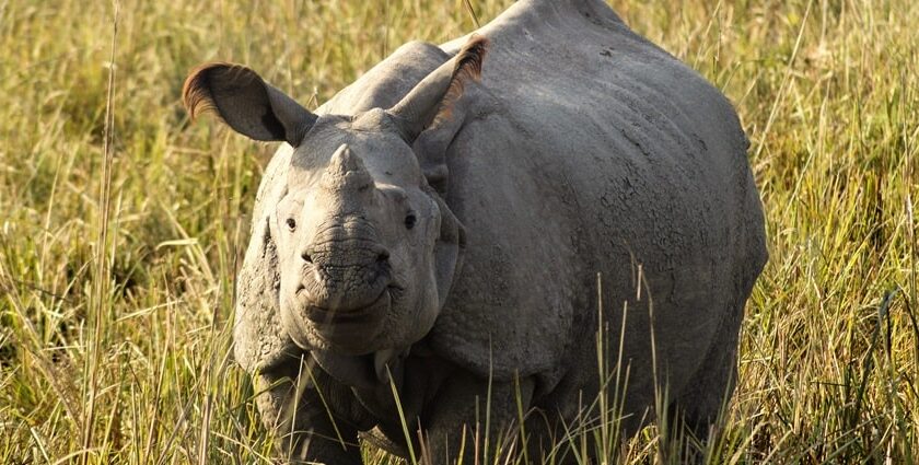 An image of a Greater One-horned rhinoceros in of the sanctuaries of Assam, India.