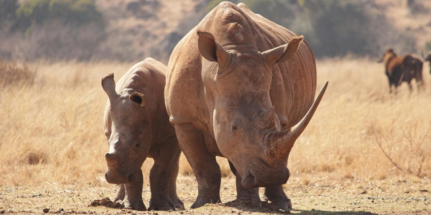 One horn rhino and a baby rhino at Pobitora Wildlife Sanctuary - one of the Assam Picnic places