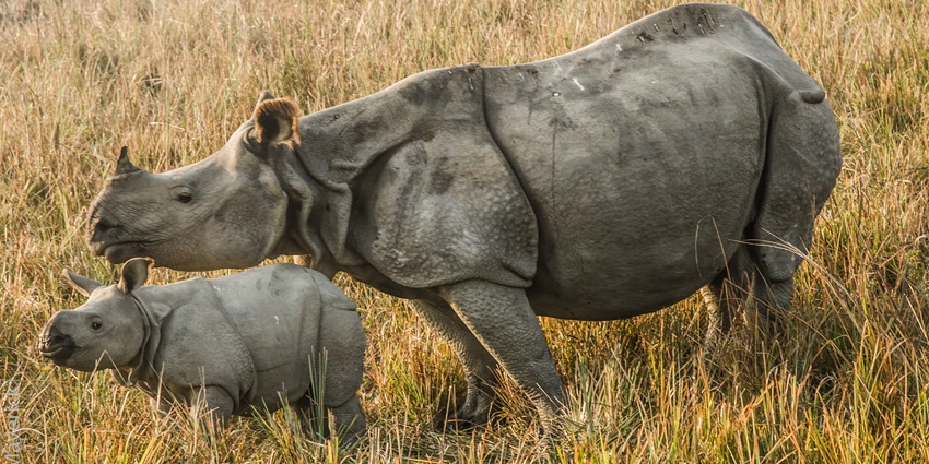 Mother Indian rhinoceros with calf in tall grass at Pobitora Wildlife Sanctuary.