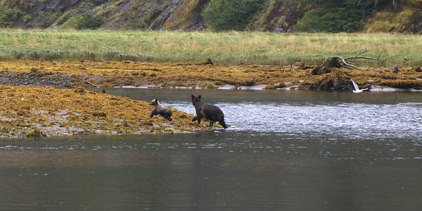 Bear wandering on shoreline in Poison Cove at Mussel Inlet, wild forest setting