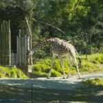 Pong Dam wildlife sanctuary is one of the most popular destinations visited by wildlife enthusiasts