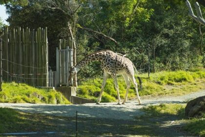 Pong Dam wildlife sanctuary is one of the most popular destinations visited by wildlife enthusiasts