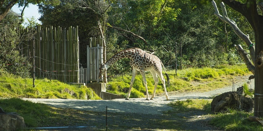 Pong Dam Wildlife Sanctuary: Witness The Majestic Wildlife - TripXL