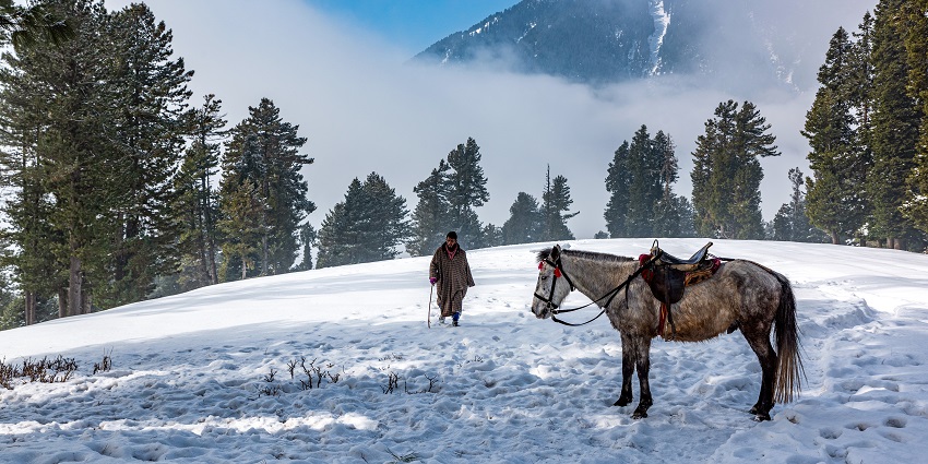 Tourists can enjoy scenic pony rides to traverse these beautiful mountains in Kashmir