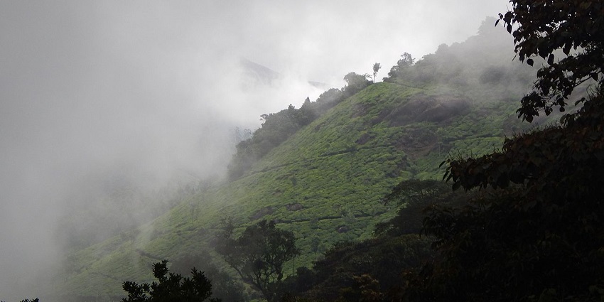 Tourists can celebrate an amazing new year party in Munnar at the Pothamedu View Point.