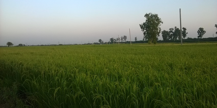 These farms offer scenic views for tourists to capture along with leisure activites like bullock cart and tractor rides