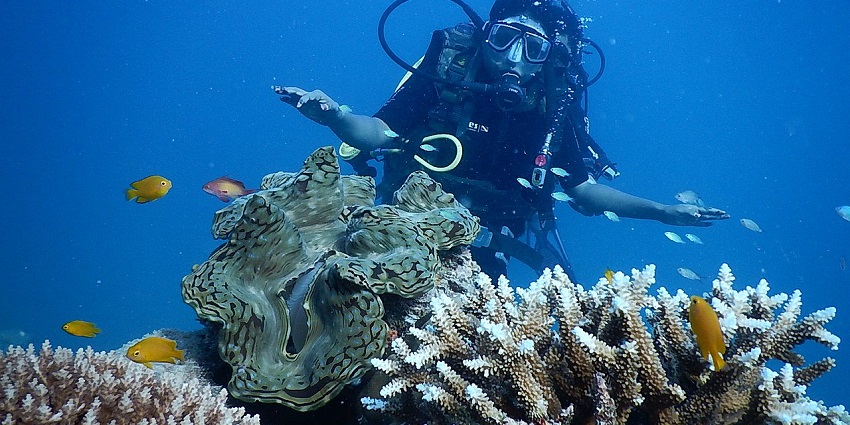 A picture of a scuba diver exploring the underwater world with sea plants and fish