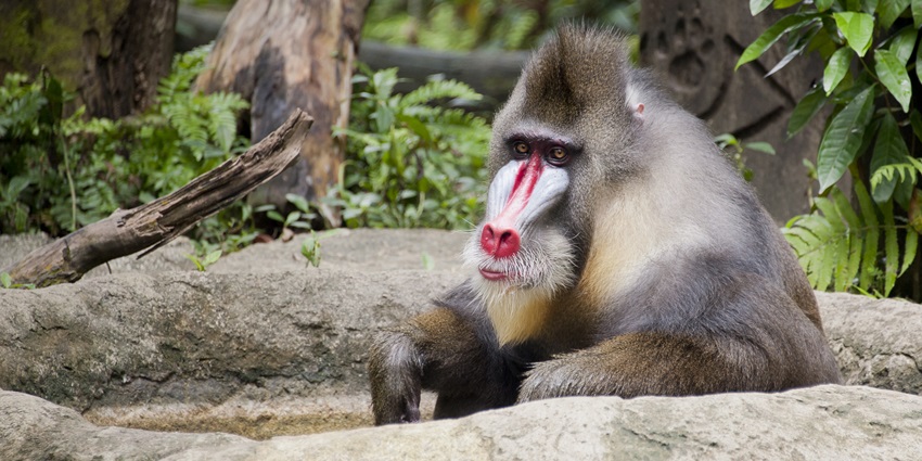 Mandrill and proboscis monkey at Singapore Zoo, showcasing their distinctive features.