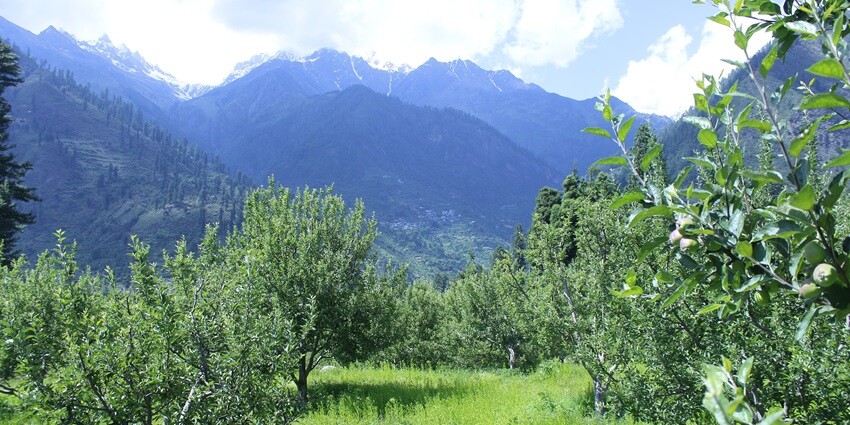 An image of apple plantations in Pulga Village, one of the best places to visit in Kasol.