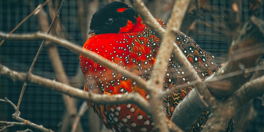 An exotic bird at the Pulie Badze Wildlife Sanctuary, a major attraction in Nagaland.