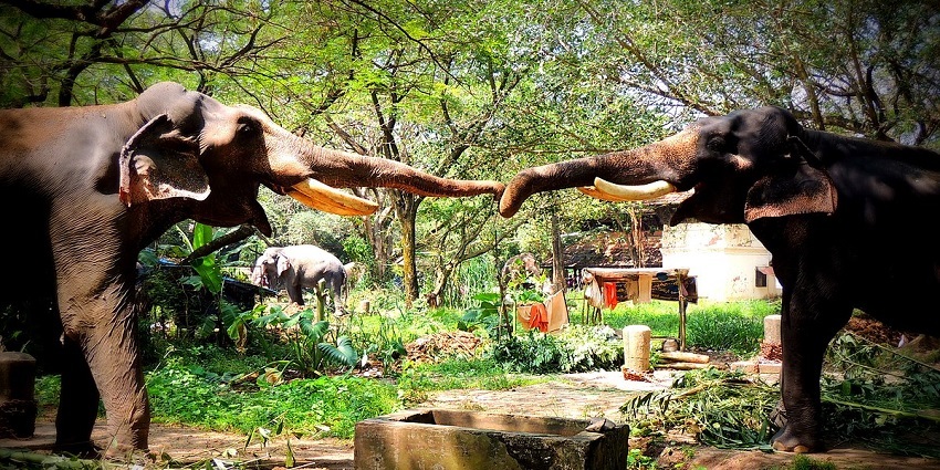 Bond with the playful elephants at the Punnathur Kotta Elephant Sanctuary, Kerala.