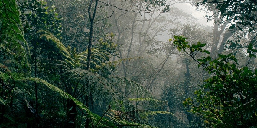 Visiting Borneo is a must thing to do in Malaysia for wildlife lovers to spot diverse wildlife
