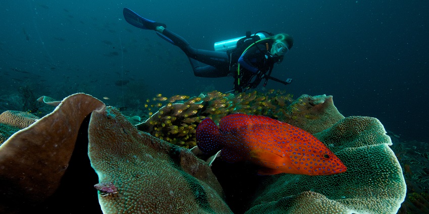 A picture of a diver enjoying scuba diving in Indonesia around a coral grouper