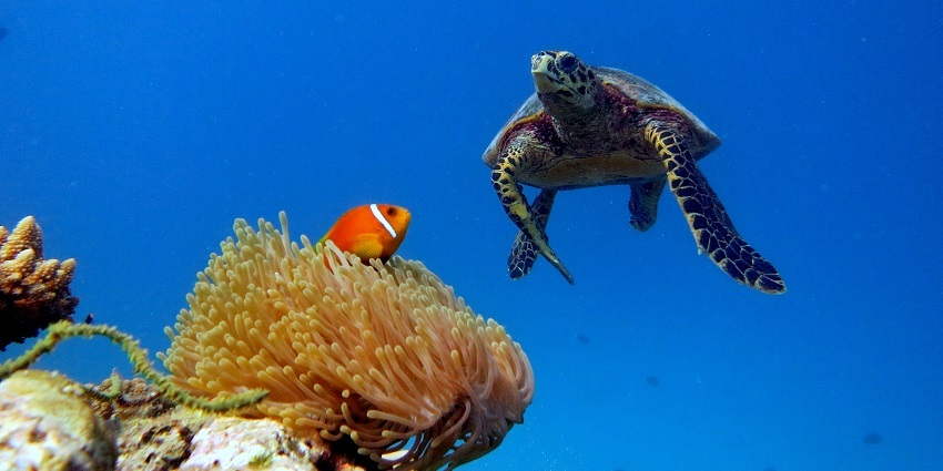 Rangali Islands are situated in the Maldives and are surrounded by the Indian Ocean.
