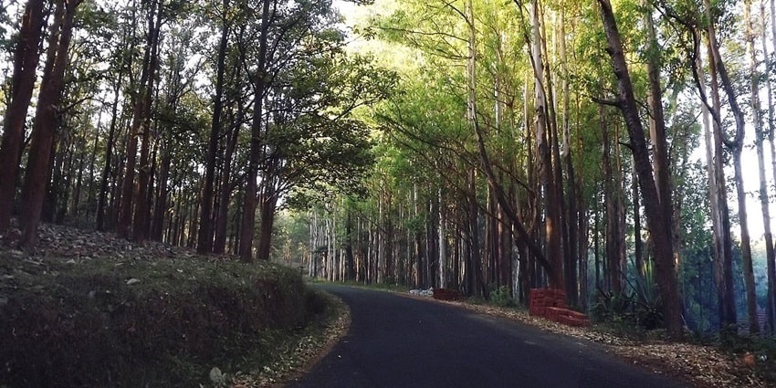 The panoramic view of a reserved forest somewhere in India–Things to do in Dimapur