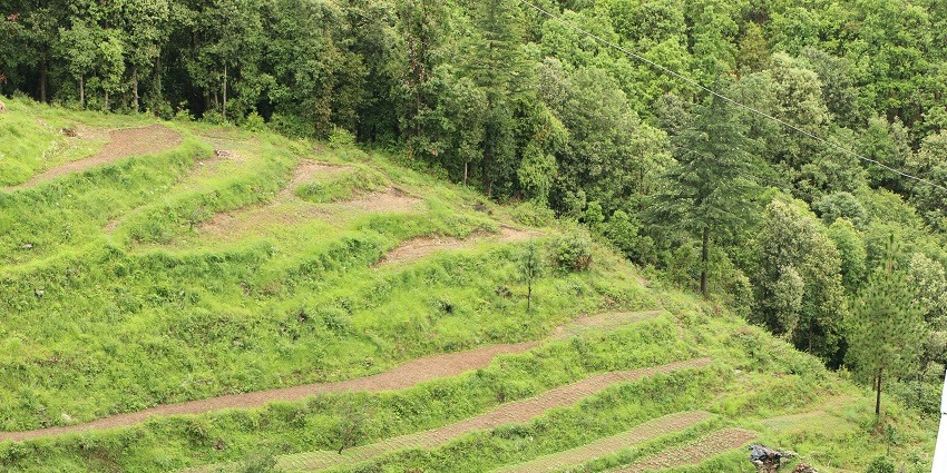 A view of lush green terraced fields at Ranikhet, a serene hotspot near the region.