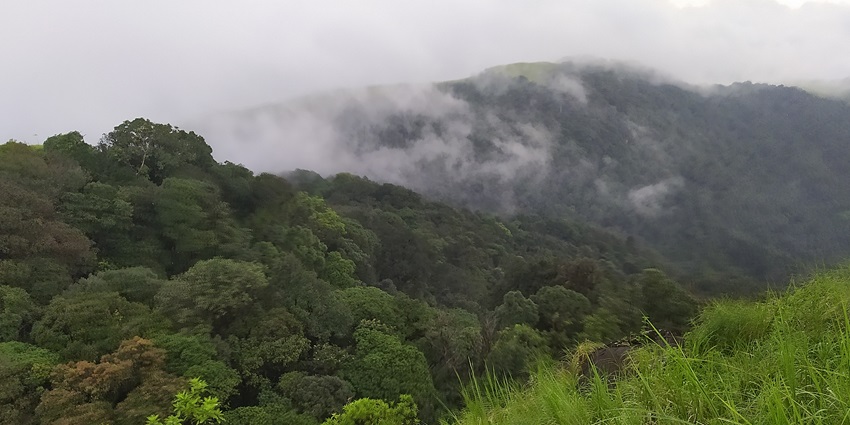 A picture of a lush green hill in Kerala with a scenic landscape and a blanket of mist in the air