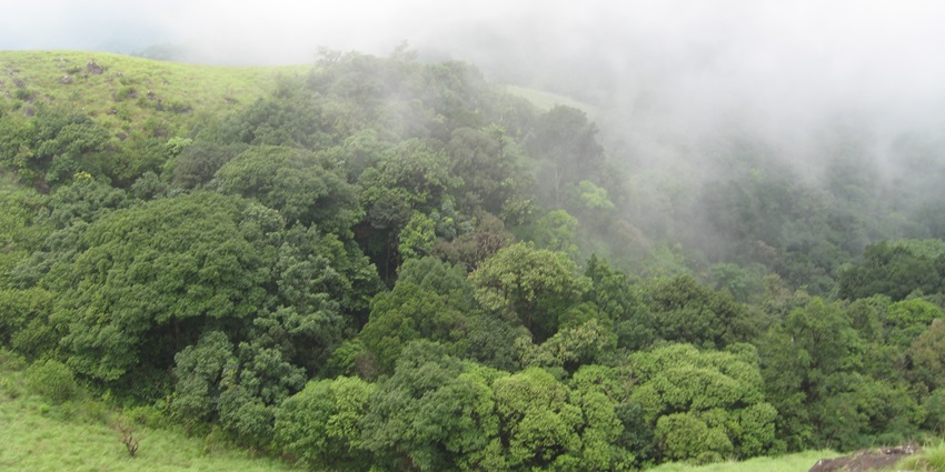 A mesmerising view of the Ranipuram Wildlife Sanctuary with lush greenery and misty clouds
