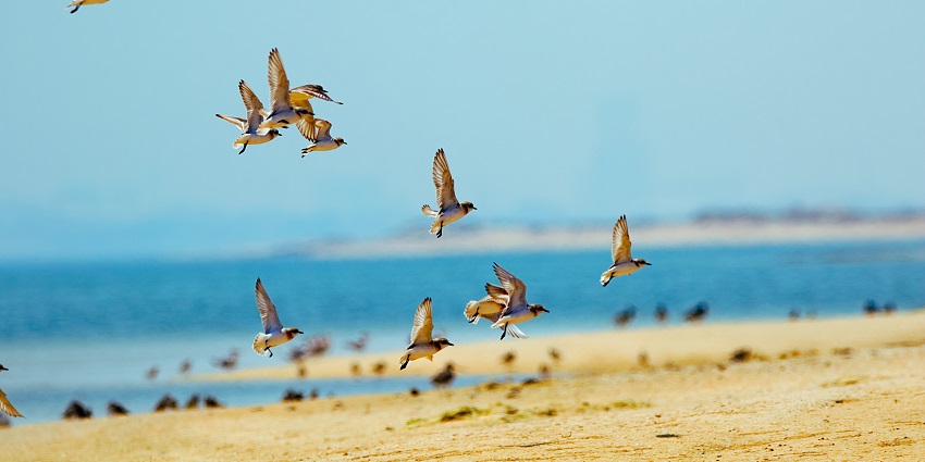 Desert safari Ras Al Khaimah, with serenity away from the busy city life, is extraordinary.