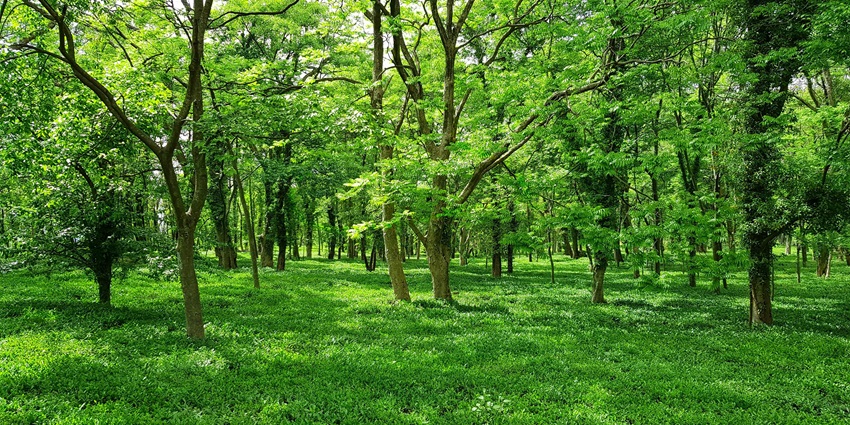 Take peaceful strolls through the Rasol village on your trip to Himachal Pradesh.