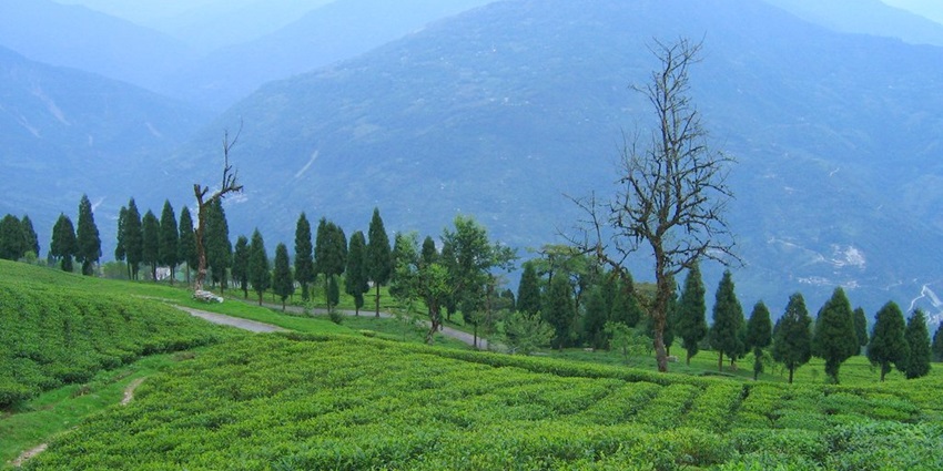 A picture of the verdant tea gardens of Ravangla with views of the Himalayas in the background