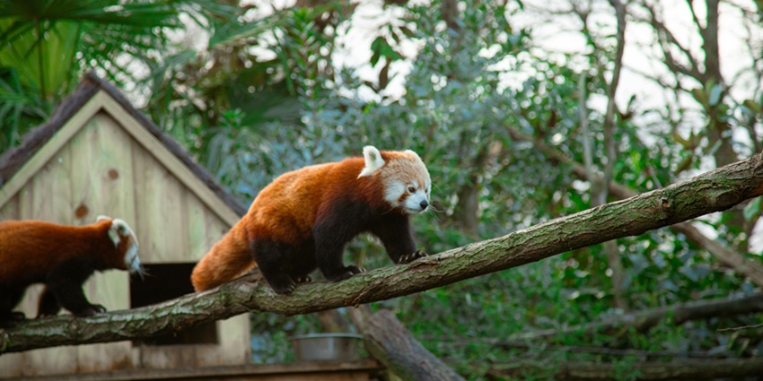 A red panda walking on a tree trunk in the beautiful Mouling National Park, Arunachal