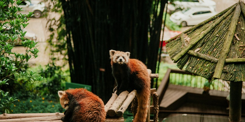 Image of a rare red panda in its natural habitat of the Himalayan foothills