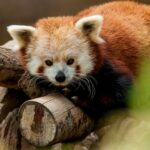 A mesmerising view of a red panda sitting on a branch of a tree during the daytime.