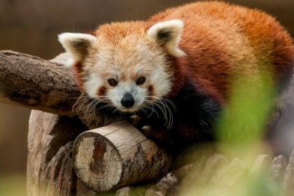 A mesmerising view of a red panda sitting on a branch of a tree during the daytime.