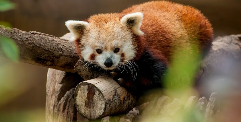 A mesmerising view of a red panda sitting on a branch of a tree during the daytime.