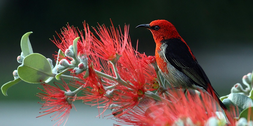 Red and black bird perched on a vibrant red flower - explore Itanagar Wildlife Sanctuary