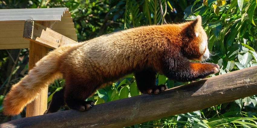 Beautiful snapshot of a rare red panda in the Dampha national park roaming freely