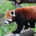 Gangtok Zoo has the red panda which comprises a sight to behold for tourists.