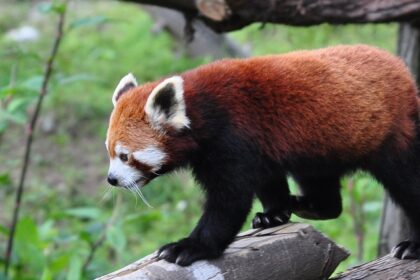 Gangtok Zoo has the red panda which comprises a sight to behold for tourists.