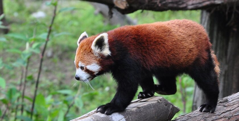 Gangtok Zoo has the red panda which comprises a sight to behold for tourists.