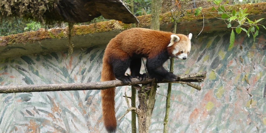Red panda is a common thing to see, captivating tourists with a mesmerising sight.
