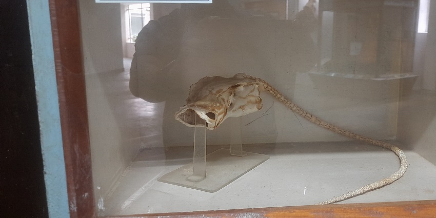 The Regional Museum of Natural History is one of the most unique museums in Tirupati.