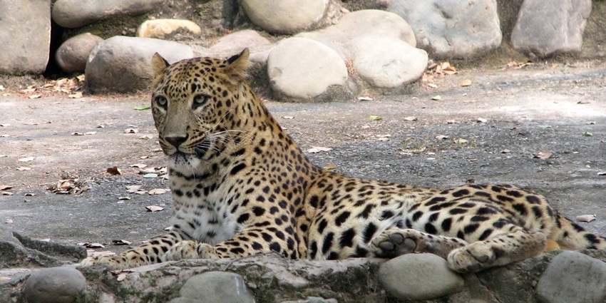 This zoo also houses many animals and offers a educational experience for all tourists
