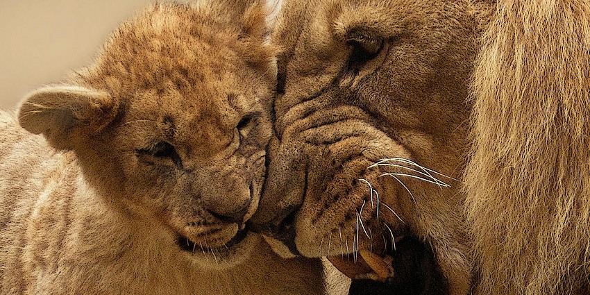 Renuka Wildlife Sanctuary is one of the top wildlife sanctuaries in Himachal Pradesh.