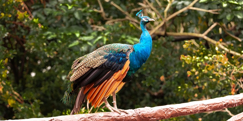 Image of a peacock with vibrant color feathers - Paonta sahib visiting places