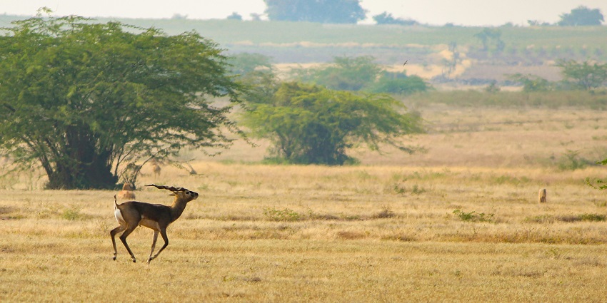 Renuka Wildlife Sanctuary is one of the most interesting wildlife sanctuaries to visit.