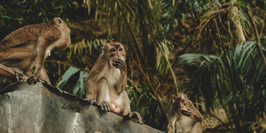 Reserve Forest Sanctuary is one of the most interesting places to visit in Mashobra.